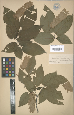 LE 01003175