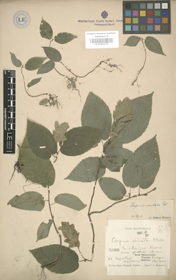 LE 01003176