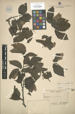 LE 01003177