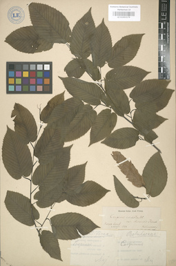 LE 01003179