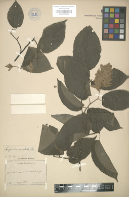 LE 01003180