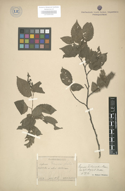 LE 01003182