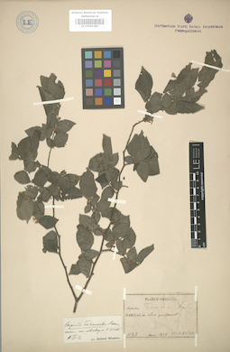 LE 01003183