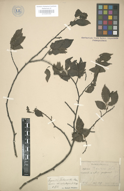 LE 01003184