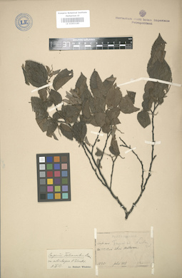 LE 01003185