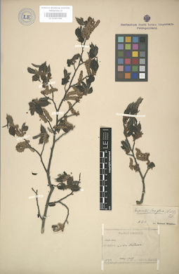 LE 01003186