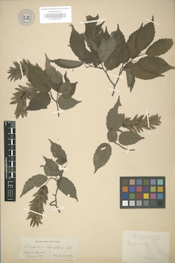 LE 01003187