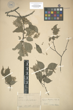 LE 01003188