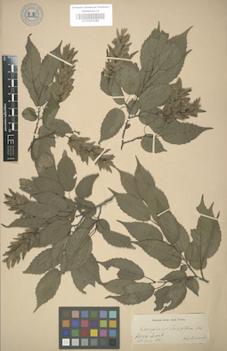 LE 01003189