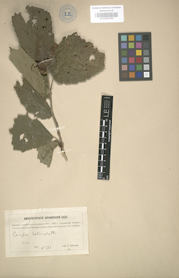 LE 01003194