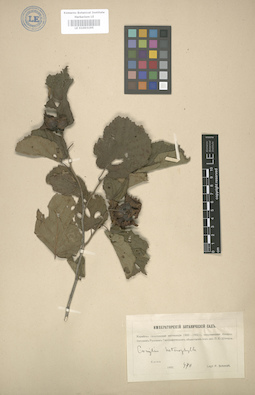 LE 01003195