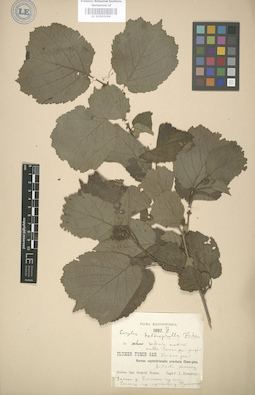 LE 01003196