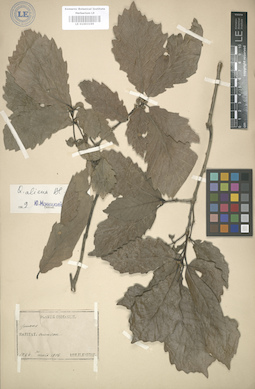LE 01003199