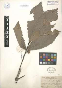 LE 01003203