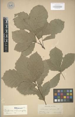 LE 01003215