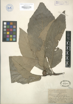 LE 01003218