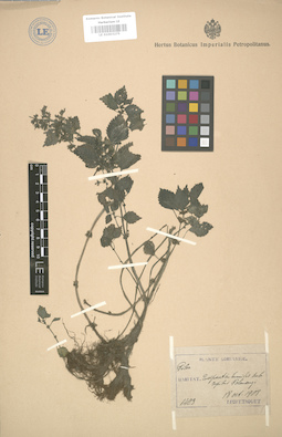 LE 01003275