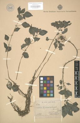 LE 01003276