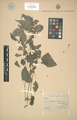 LE 01003277