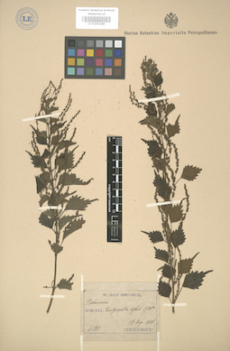 LE 01003288