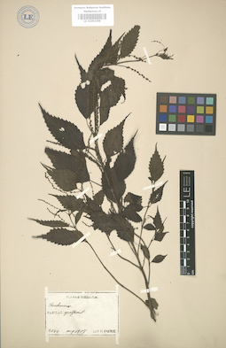 LE 01003299