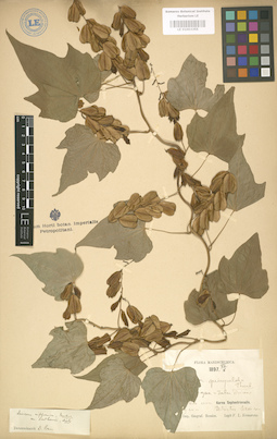 LE 01003355