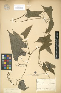 LE 01003356