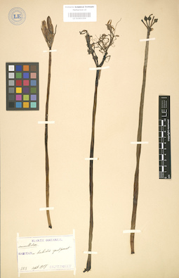 LE 01003359