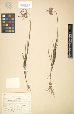 LE 01003415