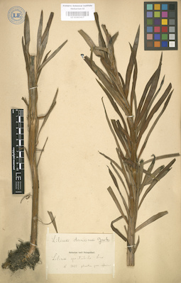 LE 01003417