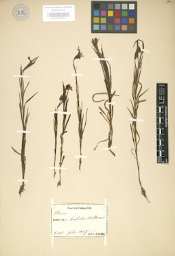 LE 01003438