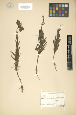 LE 01003439