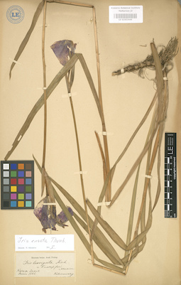 LE 01003446