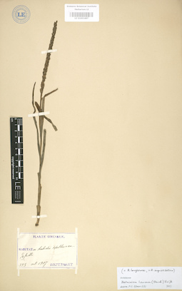 LE 01003487