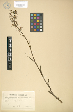 LE 01003515