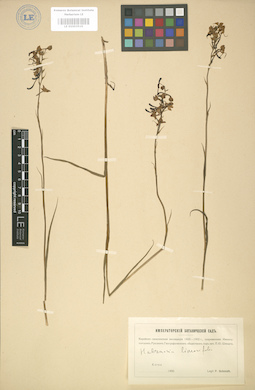 LE 01003516