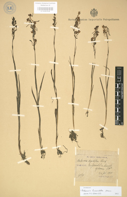 LE 01003518