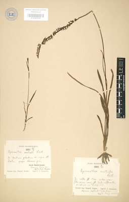 LE 01003538