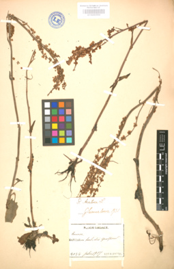 LE 01003555