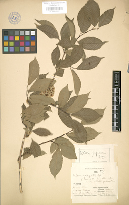 LE 01003587