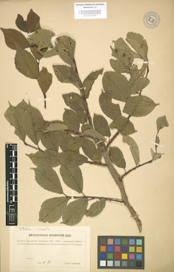 LE 01003589