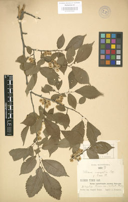 LE 01003590