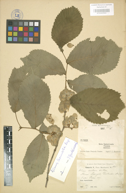 LE 01003592