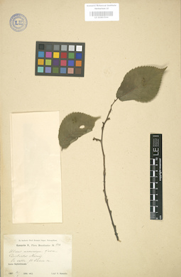LE 01003594