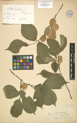 LE 01003596