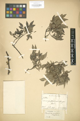 LE 01003597
