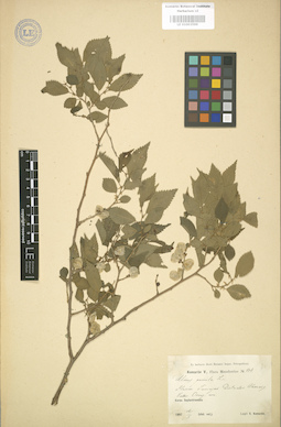 LE 01003599