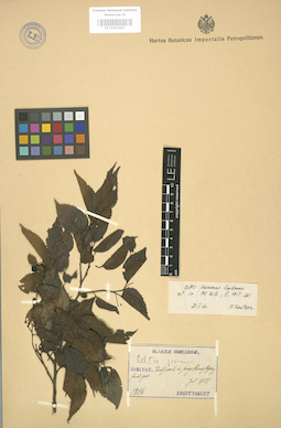 LE 01003603