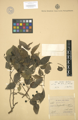 LE 01003604