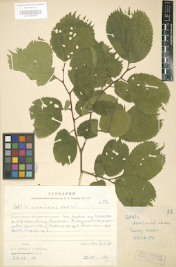 LE 01003605